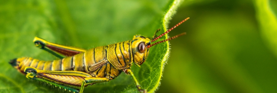 Conozca el proyecto que busca fortalecer la Biodiversidad en Bogotá