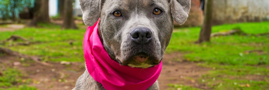 Fotografía perro gris con pañoleta fucsia